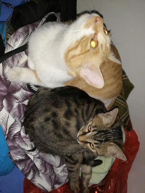 专业吃瓜猫,揭秘娱乐圈幕后真相