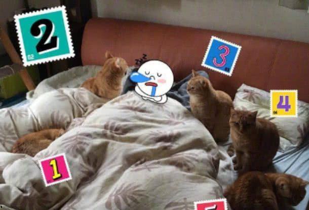 专业吃瓜猫,揭秘娱乐圈幕后真相