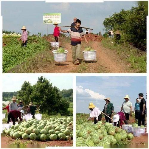 坪溪吃瓜,一场别开生面的吃瓜盛宴