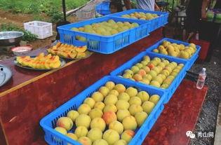 坪溪吃瓜,一场别开生面的吃瓜盛宴