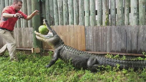 吃瓜鳄,揭秘鳄鱼界的“美食家”