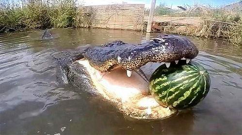 吃瓜鳄,揭秘鳄鱼界的“美食家”