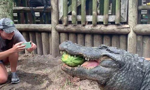 吃瓜鳄,揭秘鳄鱼界的“美食家”