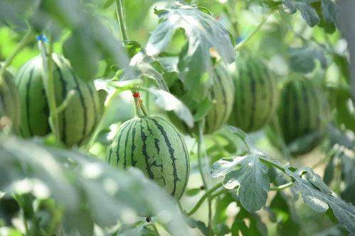 田里拔草吃瓜图片,田间拔草尝鲜，瓜果飘香夏日乐