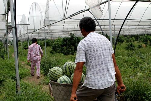 农业学校吃瓜,瓜果飘香，收获满满