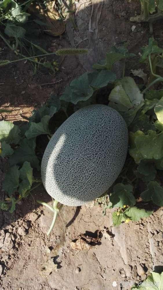 吃瓜礼物3,一场别开生面的跨界狂欢盛宴