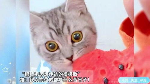 猫猫咪吃瓜,猫猫咪的瓜界探险记
